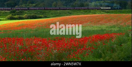 22/06/14 in einem wahren Bild eines glorreichen britischen Sommers bahnt sich eine Dampfeisenbahn auf der Severn Valley Railway vorbei an sanften Hügeln und Hektar Rot Stockfoto