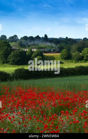 22/06/14 in einem wahren Bild eines glorreichen britischen Sommers bahnt sich eine Dampfeisenbahn auf der Severn Valley Railway vorbei an sanften Hügeln und Hektar Rot Stockfoto