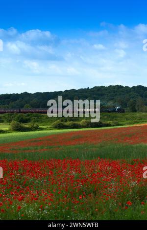 22/06/14 in einem wahren Bild eines glorreichen britischen Sommers bahnt sich eine Dampfeisenbahn auf der Severn Valley Railway vorbei an sanften Hügeln und Hektar Rot Stockfoto