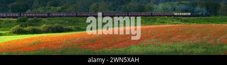 22/06/14 in einem wahren Bild eines glorreichen britischen Sommers bahnt sich eine Dampfeisenbahn auf der Severn Valley Railway vorbei an sanften Hügeln und Hektar Rot Stockfoto