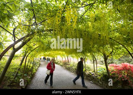 06/15 blühend zwei Wochen später als normal, aber gerade rechtzeitig zum Beginn des „flammenden Juni“, hat der Laburnum-Bogen bei Bodnant Gardens endlich endlich begonnen Stockfoto