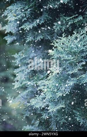 Winterschneelandschaft mit Schneeflocken, die vom Himmel fallen. Winterlandschaft des Waldes. Schneebedeckte Zweige von Weihnachtsbäumen. Weihnachtsabend. Snowsto Stockfoto