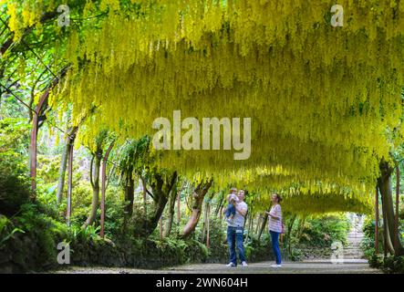 06/14 Isla Scrase mit ihren Eltern James und Samantha. Im Bodnant Garden in Conwy, N, bestaunen Besucher Großbritanniens größten Laburnum-Bogen Stockfoto