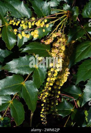 Mahonia x Media "Nächstenliebe" Stockfoto