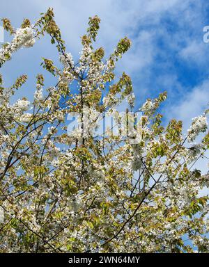 Wilde Kirschblüte, Prunus avium, Stockfoto