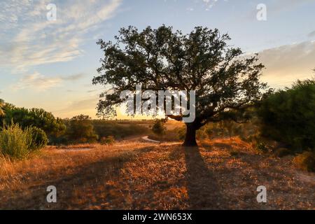 Wunderschöne ländliche portugiesische Landschaft an der Costa Vicentina mit alter Korkeiche (Quercus suber) in der Abendsonne, Alentejo Portugal Europa Stockfoto