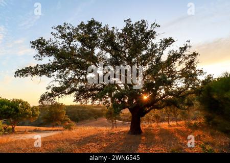 Wunderschöne ländliche portugiesische Landschaft an der Costa Vicentina mit alter Korkeiche (Quercus suber) in der Abendsonne, Alentejo Portugal Europa Stockfoto