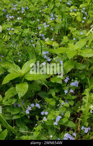 Veronica chamaedrys „Germander Speedwell“ Stockfoto