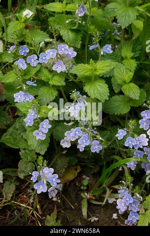 Veronica chamaedrys „Germander Speedwell“ Stockfoto
