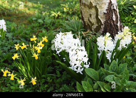 Narzissus 'Tête-à-tête' und weiße Hyazinthe Stockfoto