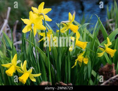 Narcissus Tête-à-tête' Stockfoto