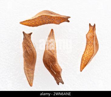 Makro von Gewürzschwalbenschwanz (Papilio troilus) Schmetterling chrysalis - weißer Hintergrund Stockfoto