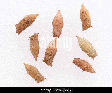 Makro von Zebraschwalbenschwanz (Eurytides marcellus) Schmetterling chrysalis - weißer Hintergrund Stockfoto