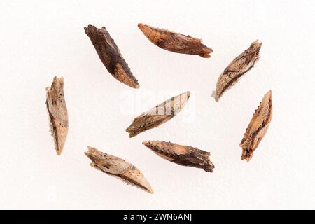 Makro des östlichen Tigerschwalbenschwanzes (Papilio glaucus) Schmetterlings-chrysalis - weißer Hintergrund Stockfoto