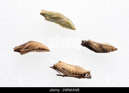 Makro von Oregon Schwalbenschwanz (Papilio machaon oregonius) Schmetterling chrysalis - weißer Hintergrund Stockfoto