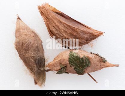 Makro von Cecropia-Seidenmotten (Hyalophora cecropia)-Kokons - weißer Hintergrund Stockfoto