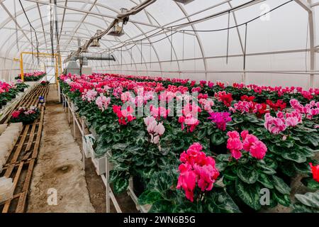 Blühende Cyclamen in modernen Gewächshäusern, selektiver Fokus. Stockfoto