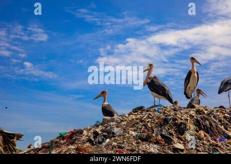 Nairobi, KENIA. Februar 2024. Marabou Stock Birds patrouillieren durch die Dandora Mülldeponie auf der Suche nach Resten von Nahrungsmitteln. Dandora ist ein Slum in Nairobi Kenia, das 1977 gegründet wurde. Im Inneren des Dandora-Slums befindet sich eine der größten und bekanntesten Deponien von Dandora. Die 30 Hektar große Anlage mit geschätzten 850 festen Abfällen aus ganz Nairobi wurde 1975 gegründet. Jede Minute laden die Abfallsammler am Standort Abfälle aus den verschiedenen Lkws ab, die am Standort ankommen. Die Müllsammler, die auch aus verschiedenen Teilen der Dandora-Slums leben, sind von der Deponie abhängig Stockfoto