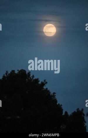 Vollmond über ein paar Bäumen in einer bewölkten Nacht von einem Hof in Gibert, Arizona. Stockfoto