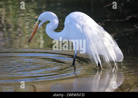 Ein großer Reiher oder Ardea alba jagen in einem flachen Teich auf der Uferranch in Arizona. Stockfoto