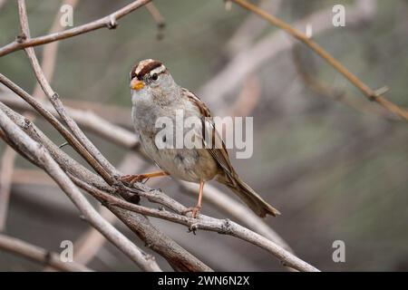 Juveniler weißgekrönter Spatzen oder Zonotrichia leucophrys, die auf einem Zweig auf der Auenwasserranch in Arizona thronen. Stockfoto