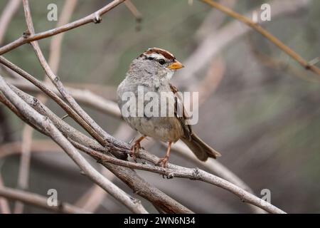 Juveniler weißgekrönter Spatzen oder Zonotrichia leucophrys, die auf einem Zweig auf der Auenwasserranch in Arizona thronen. Stockfoto