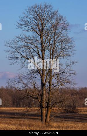 Ein reifer Ahornbaum an einem Februarabend im Norden von Wisconsin. Stockfoto