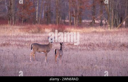 Eine Rehkuh und ihr Kitz an einem Februarabend im Norden von Wisconsin. Stockfoto