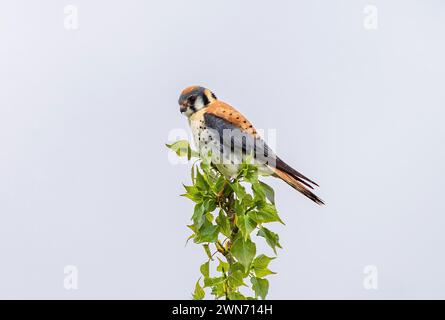 Porträt eines amerikanischen Kestrel, der auf einem Zweig im sanften Licht des frühen Frühlings thront. Stockfoto