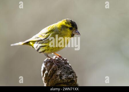 Männlich von eurasischem Siskin, Spinus spinus, Vogel im Wald in der Wintersonne Stockfoto
