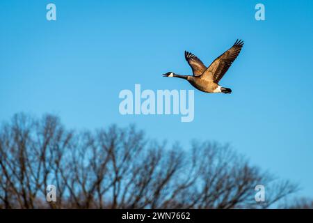 Kanadische Gans im Flug Stockfoto