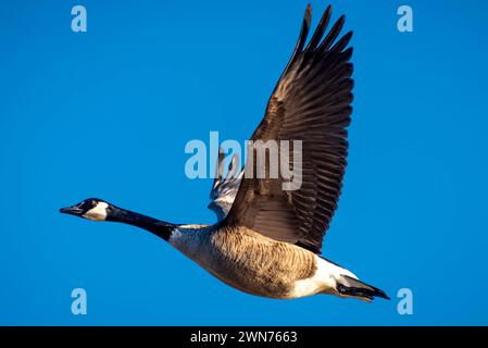 Kanadische Gans im Flug Stockfoto
