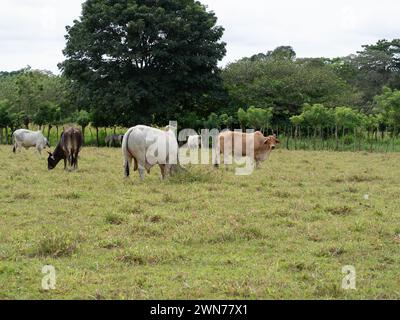 Kühe auf offenen Weiden in Panama Stockfoto