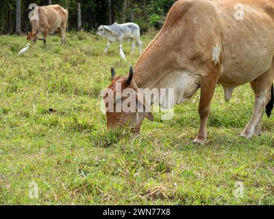 Kühe auf offenen Weiden in Panama Stockfoto