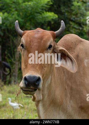 Kühe auf offenen Weiden in Panama Stockfoto