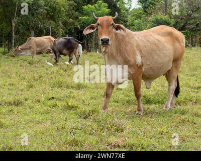 Kühe auf offenen Weiden in Panama Stockfoto