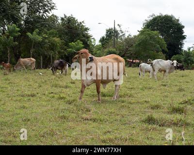 Kühe auf offenen Weiden in Panama Stockfoto