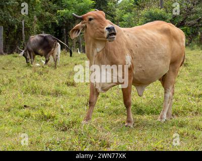 Kühe auf offenen Weiden in Panama Stockfoto