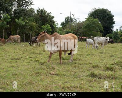 Kühe auf offenen Weiden in Panama Stockfoto