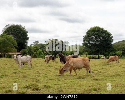 Kühe auf offenen Weiden in Panama Stockfoto