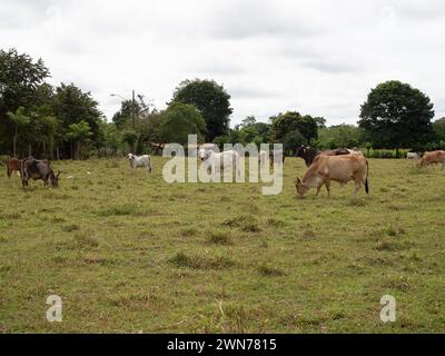 Kühe auf offenen Weiden in Panama Stockfoto