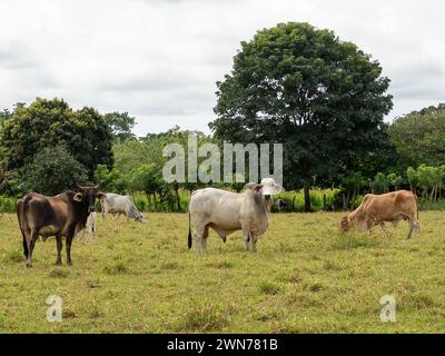 Kühe auf offenen Weiden in Panama Stockfoto