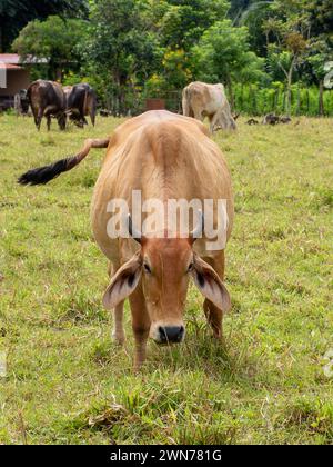 Kühe auf offenen Weiden in Panama Stockfoto