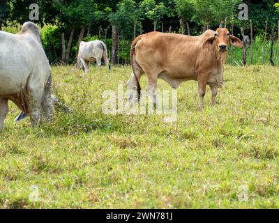 Kühe auf offenen Weiden in Panama Stockfoto