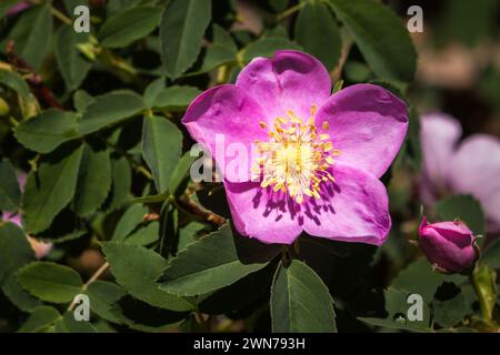 Die wilde Rose (Rosa woodsii) oder die Rosenblüte und Knospen der Woods an einer schattigen Hüttenwand im Norden Colorados Stockfoto