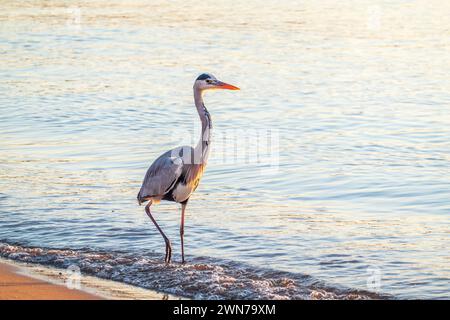 Ein Reiher jagt im Meer. Grauer Reiher auf der Jagd. Graureiher, Ardea cinerea Stockfoto