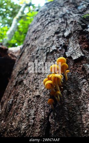 Pilzfruchtkörper auf verfaultem Baumstamm, Malanda, Atherton Tableland, Queensland, Australien Stockfoto