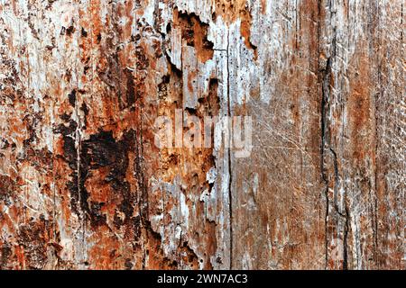 Eine abstrakte Makroperspektive, die die faszinierenden Texturen eines verfallenen und leblosen Baumstamms erfasst. Die Kunstfertigkeit der Natur im Verfall. Stockfoto