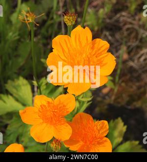 Leuchtend orange Ledebour Globeflower (Trollius ledebourii) blüht im Georgeson Botanical Garden in Fairbanks, Alaska Stockfoto