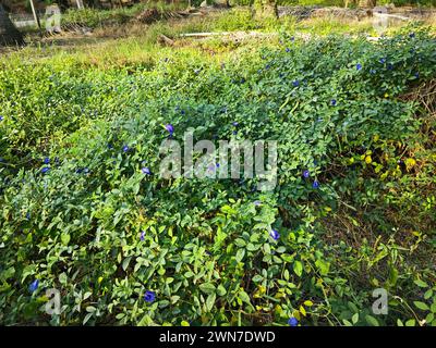 Lila Schmetterlingserbsenblüten wachsen rund um die wilde buschige Wiese. Stockfoto